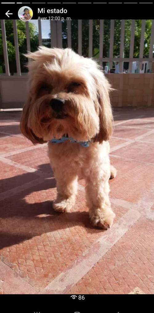 Brawnny (el Pelaito)