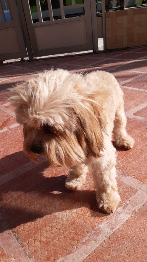 Brawnny (el Pelaito)