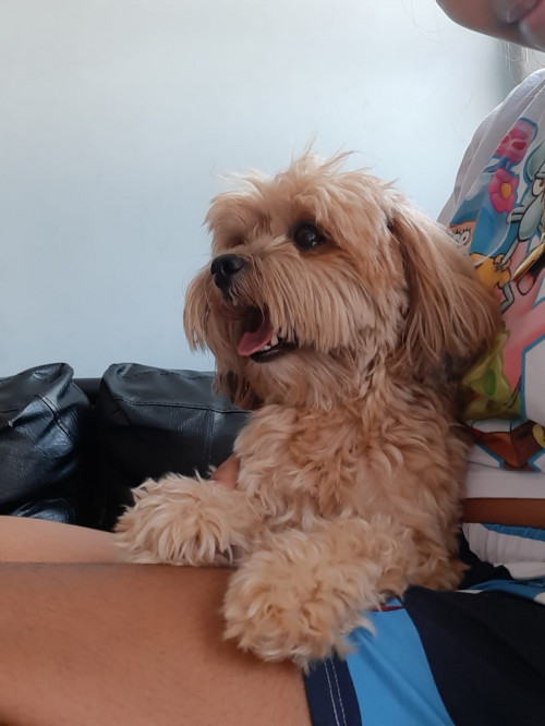 Brawnny (el Pelaito)