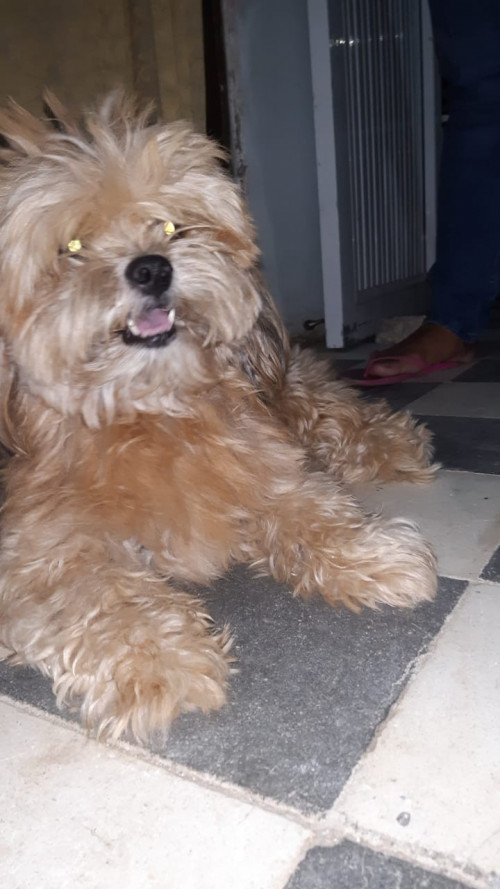 Brawnny (el Pelaito)