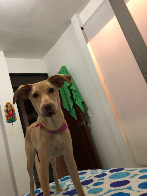  Molly 