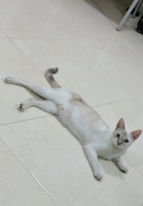 Hikary