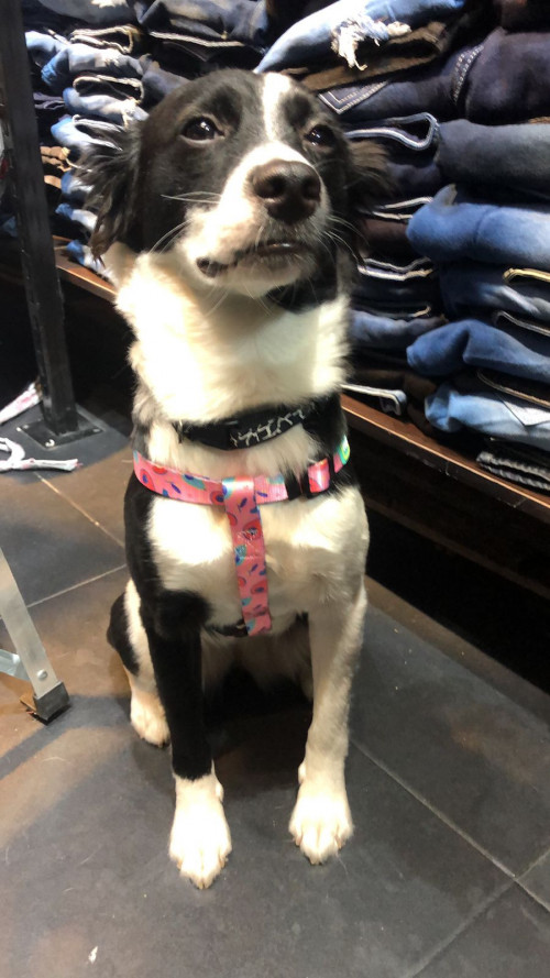 Zoe