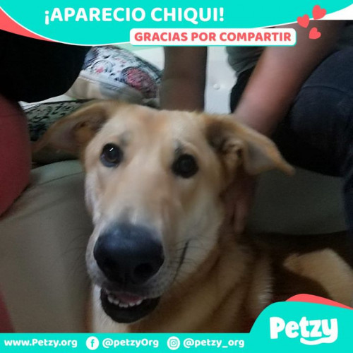 Foto de mascota Chiqui
