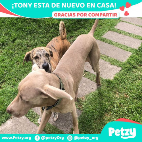 Foto de mascota Tony