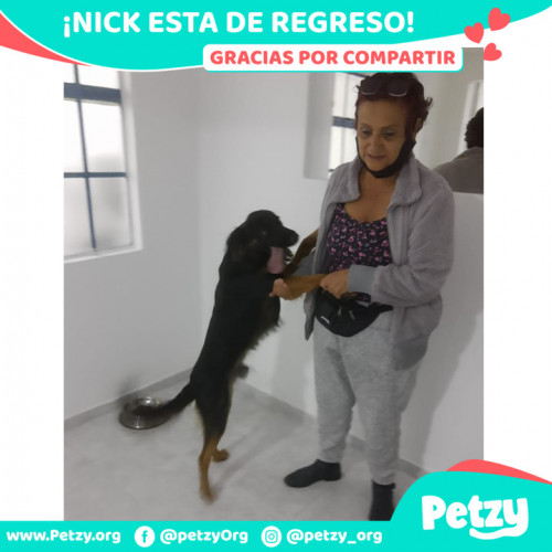 Foto de mascota Nick