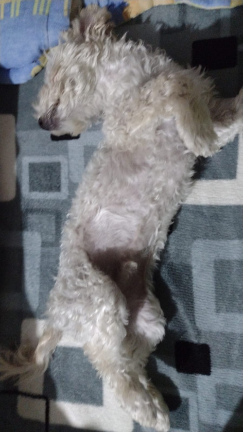 Teo
