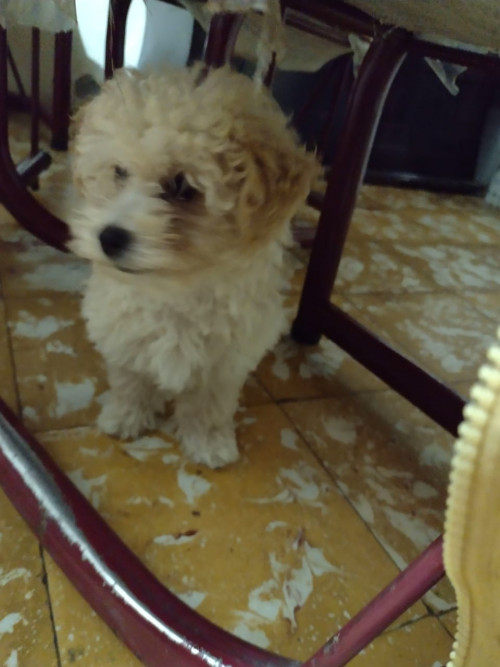 Teo