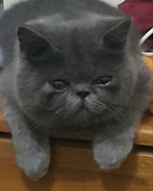 Tyrion