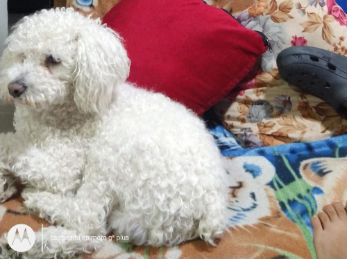 Copito