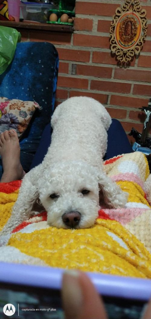 Copito