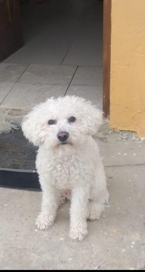 Copito