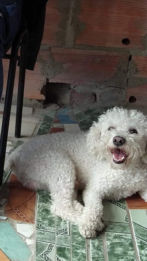 Copito