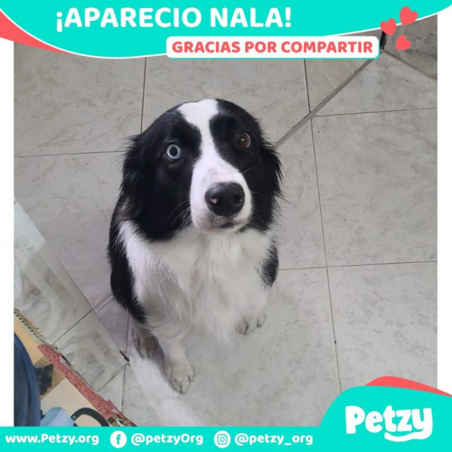 Foto de mascota Nala