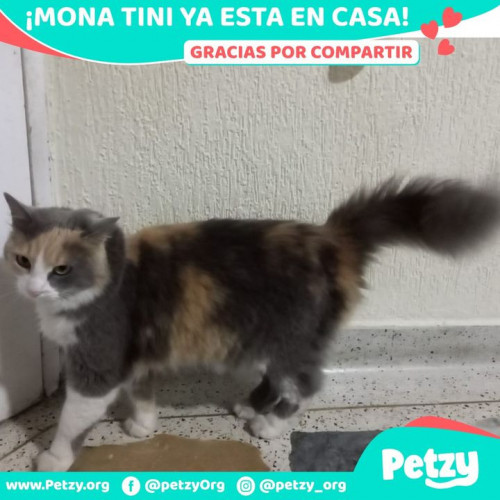 Foto de mascota Mona (tini)