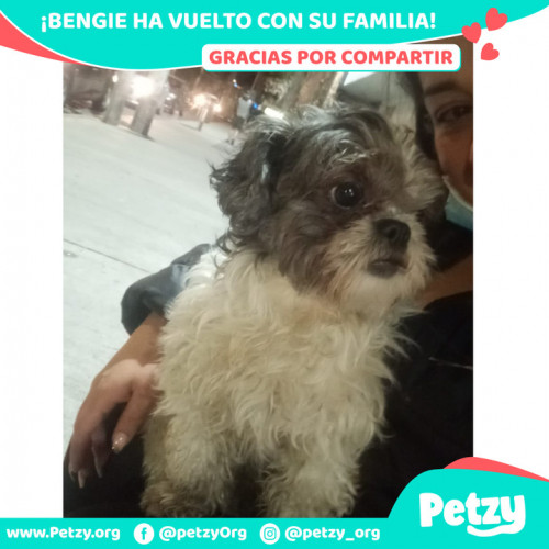 Foto de mascota Bengie