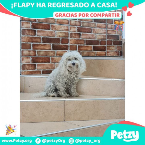 Foto de mascota Flapy