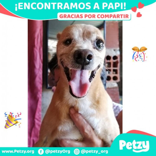 Foto de mascota Papi