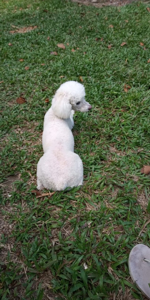 Niña