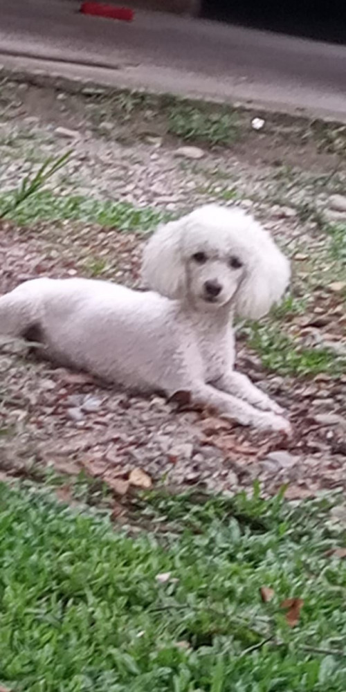 Niña