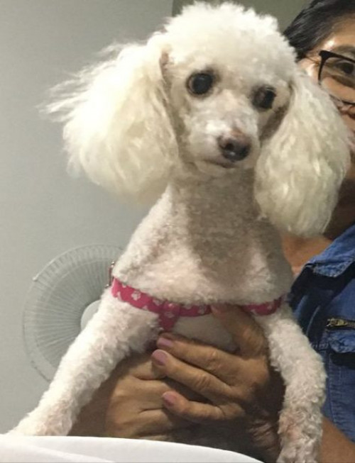 Niña