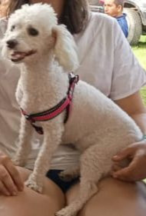 Niña