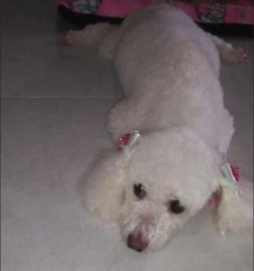 Niña