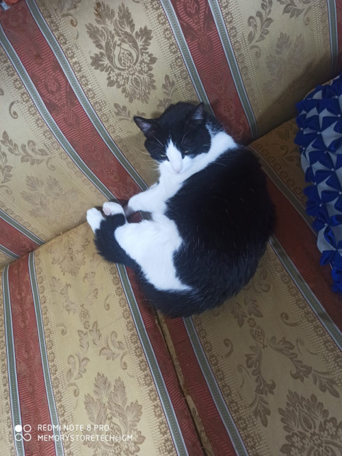 Misifú