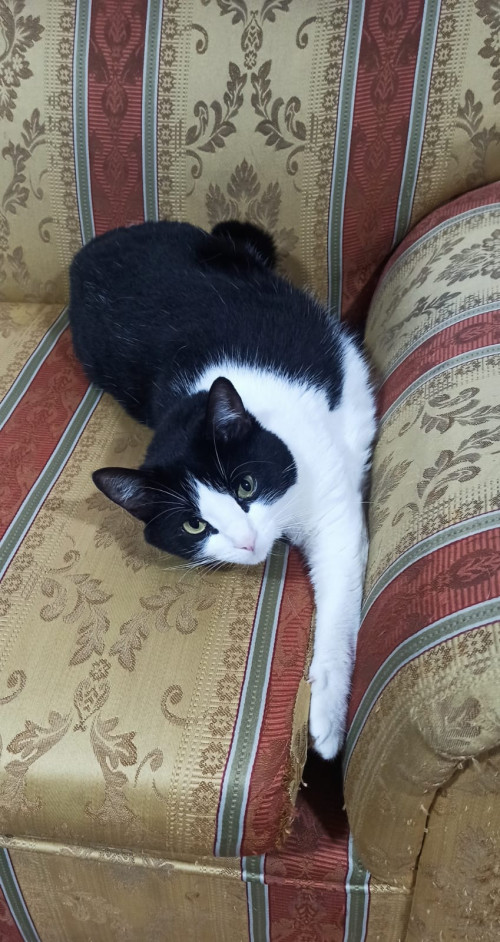 Misifú
