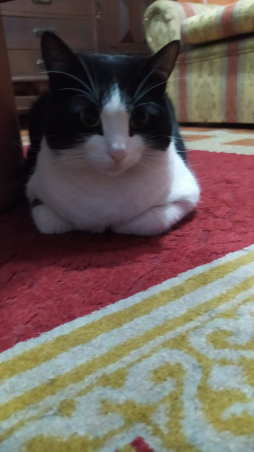 Misifú