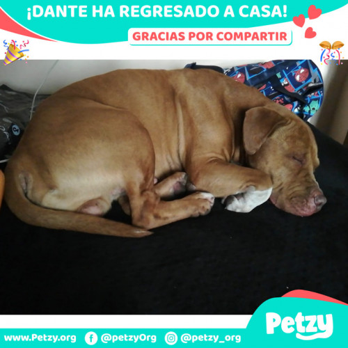 Foto de mascota Dante