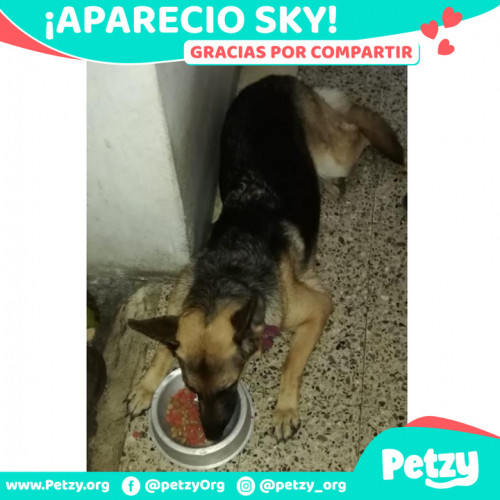 Foto de mascota Sky