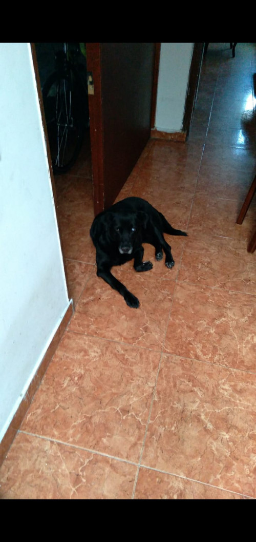 Negro