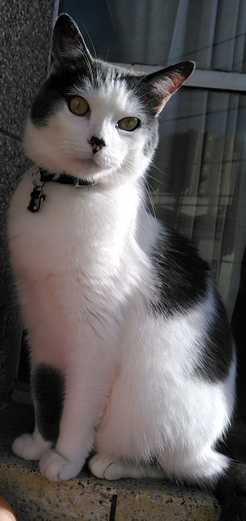 Nacho