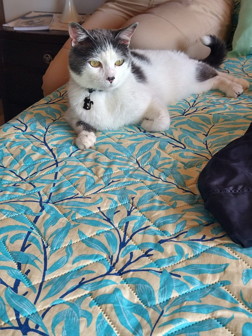 Nacho