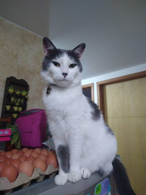 Nacho