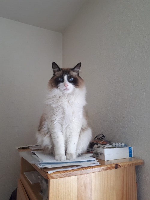 Gustave