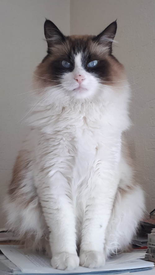 Gustave