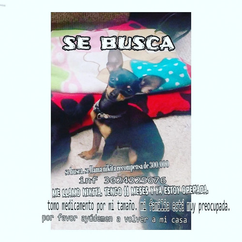 Nikita
