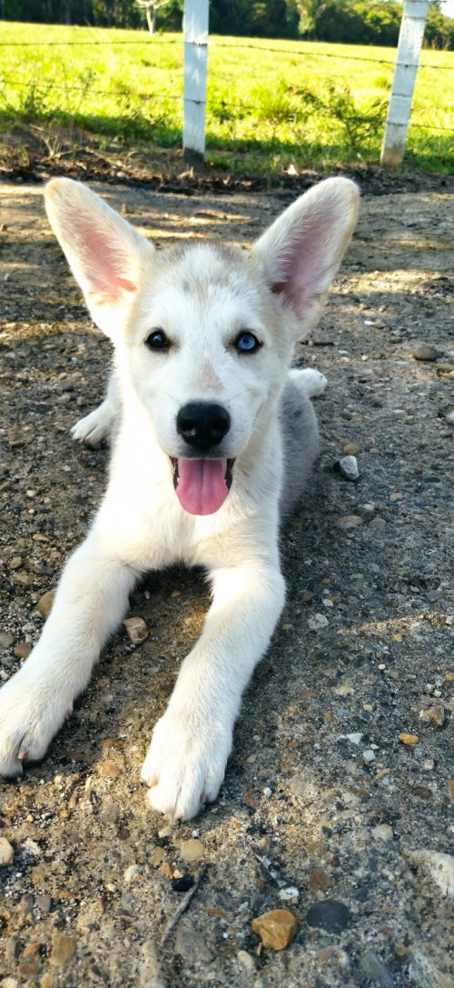 Mia