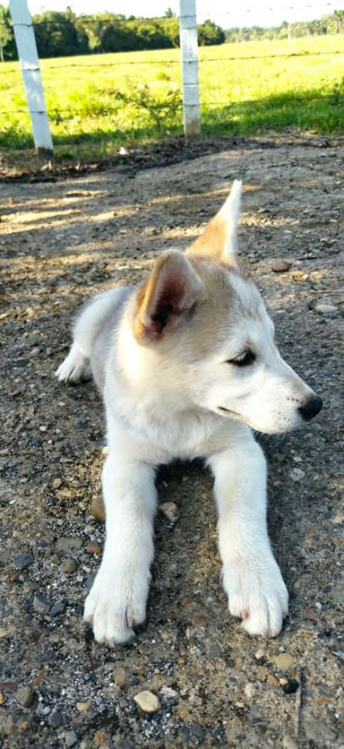 Mia