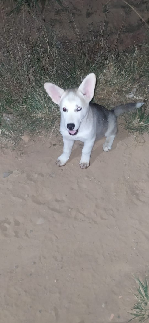 Mia