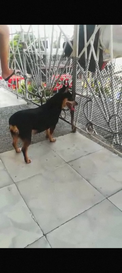 Sofía