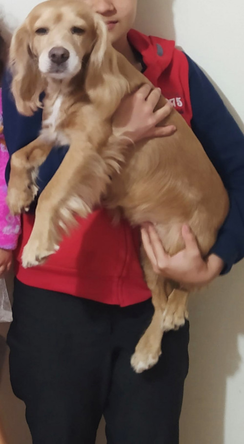 Nala