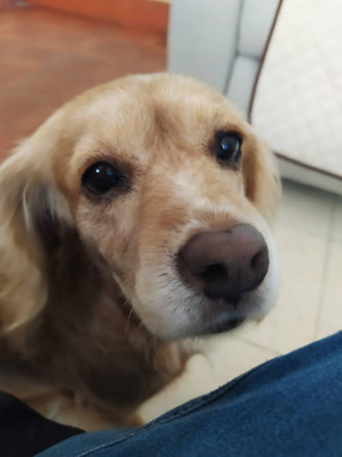 Nala