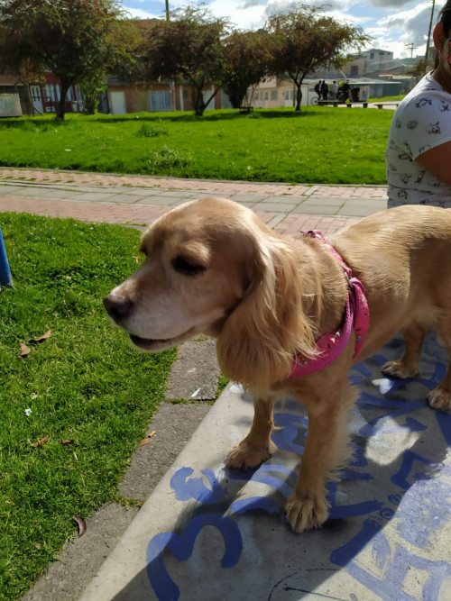 Nala