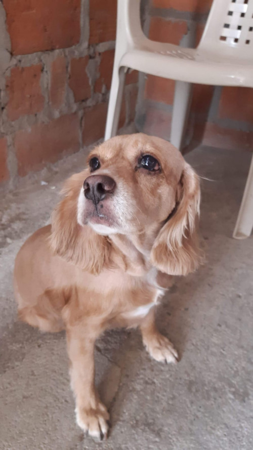 Nala