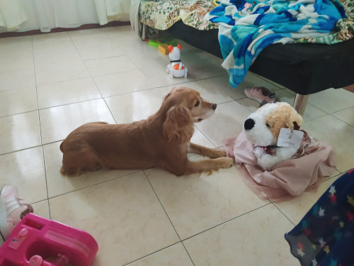 Nala