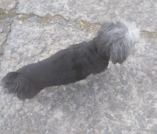 Estrellita