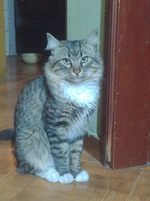 Pacho